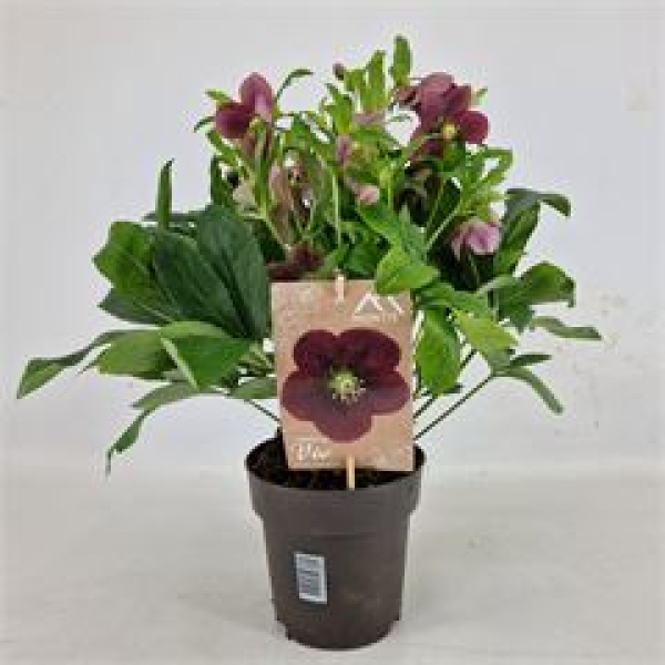 Helleborus ori. rot
