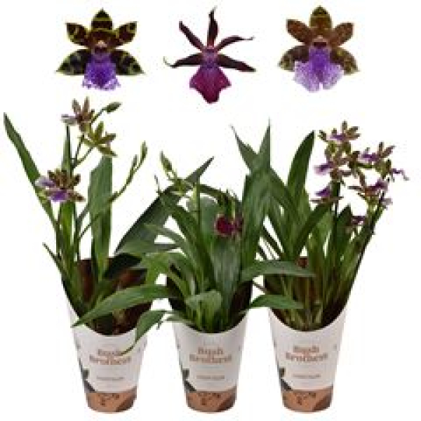 Zygopetalum 'Louisendorf'