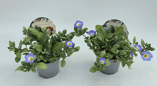 Nolana paradoxa