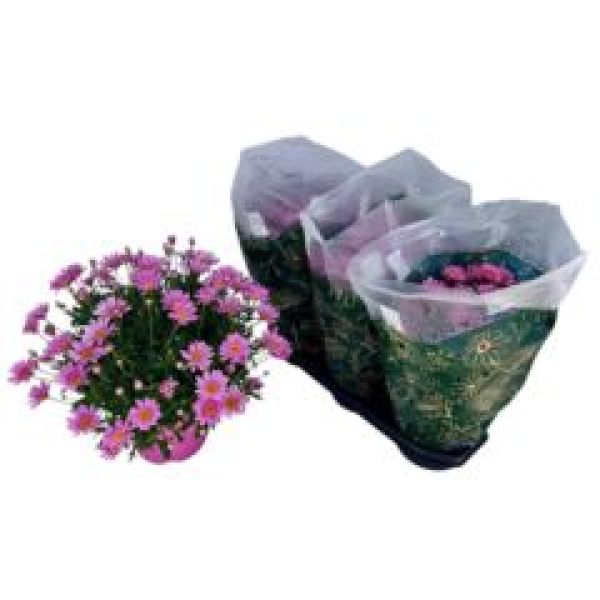 Argyranthemum frut. Busch rosa