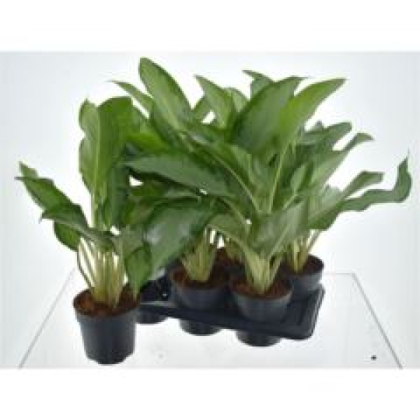 Aglaonema 'Cleopatra'