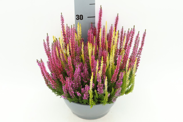 Calluna vulg. Trio-Schale