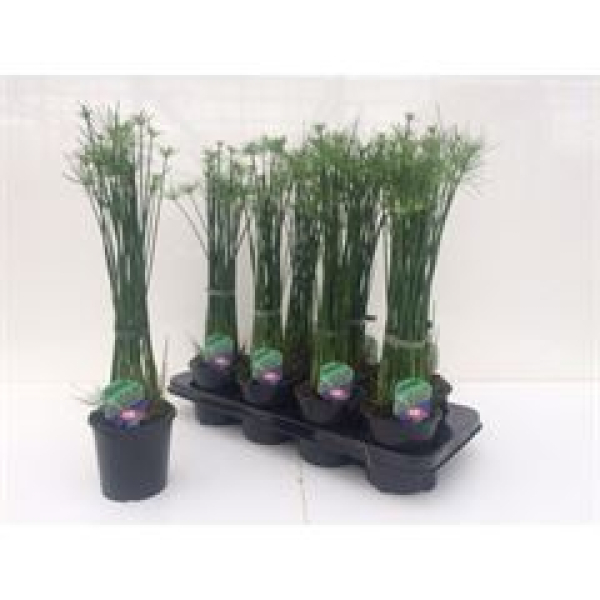 Cyperus haspan