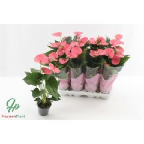 Anthurium andr. midi rosa