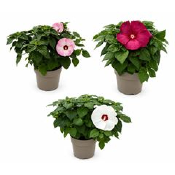 Hibiscus mosch. 'Luna'