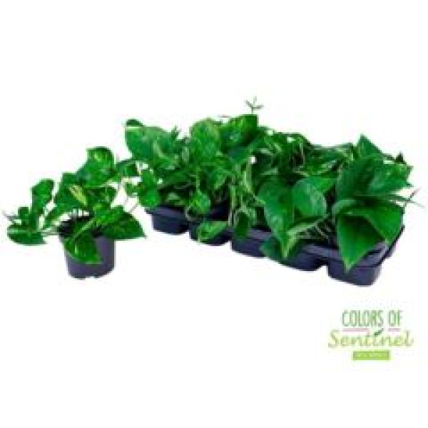 Epipremnum pinn. 'Aureum'