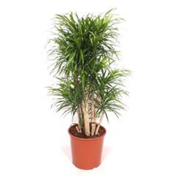 Dracaena refl. 'Anita'