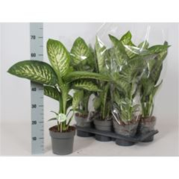 Dieffenbachia seg. 'Reeva'