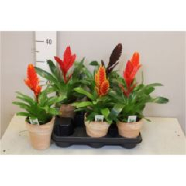 Vriesea Mix im Übertopf