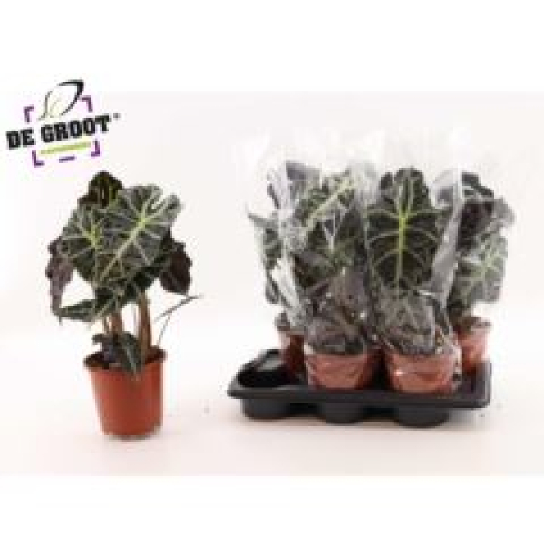 Alocasia amazonica 'Polly'