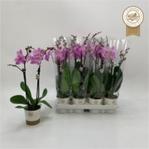 Phalaenopsis midi 2 Rispen rosa