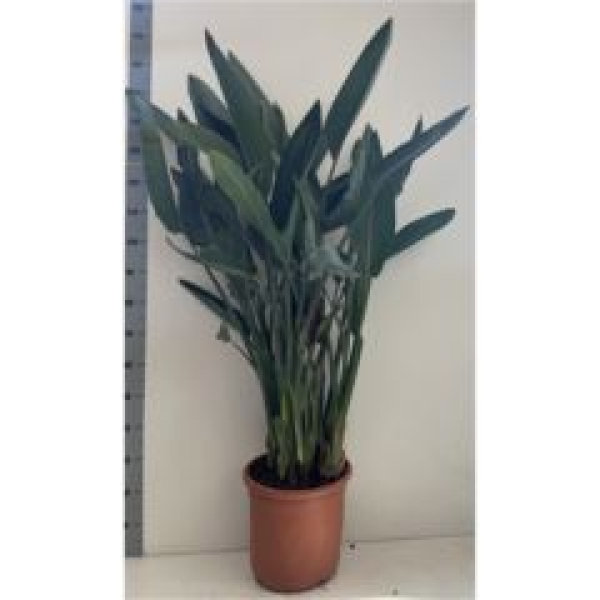 Strelitzia reg.
