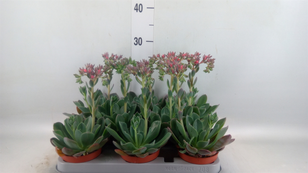 Echeveria 'Blue Prince'