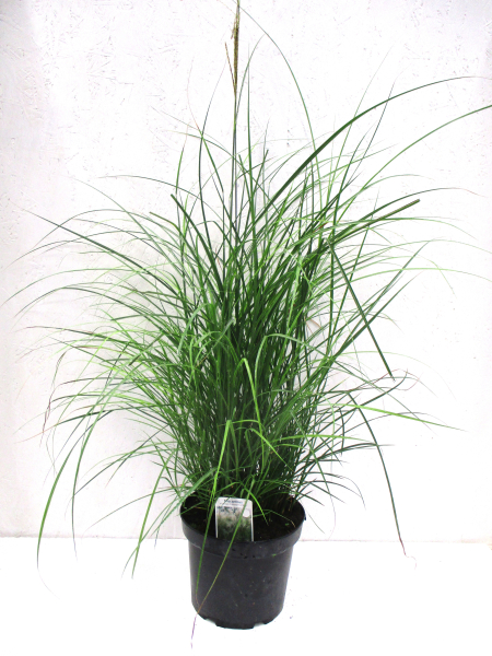 Miscanthus "Kleine Fontäne"