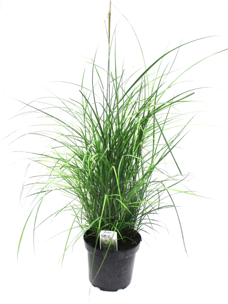 Miscanthus sin. "Kleine Fontäne"