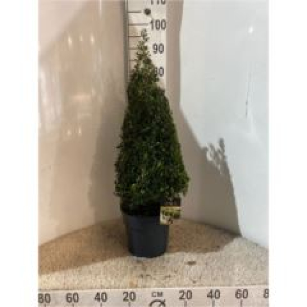 Ilex crenata Pyramide