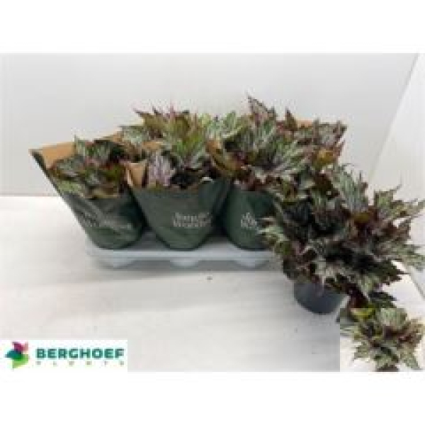 Begonia Rex 'Jungle Wonders'