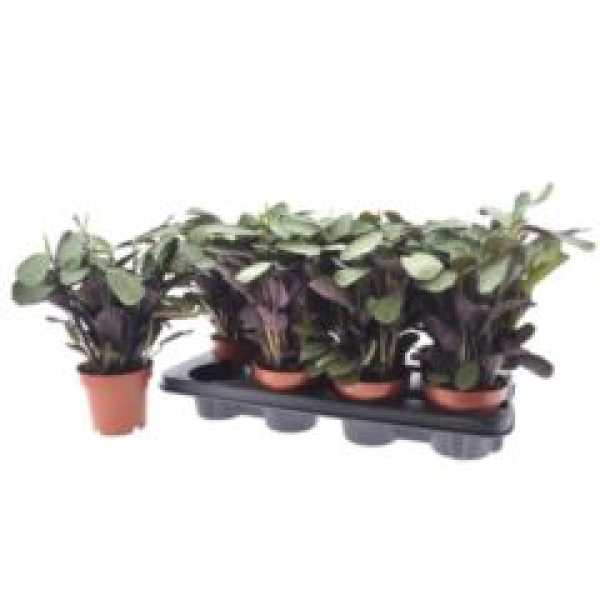 Ctenanthe burle-marxii
