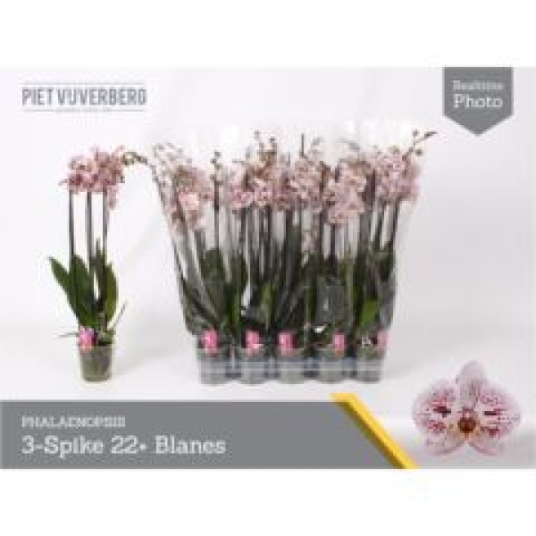 Phalaenopsis 3 Rispen weiß mit roten Punkten