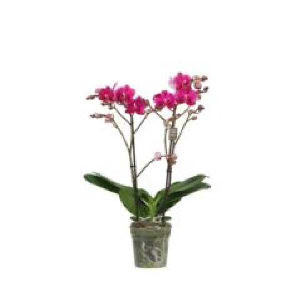 Phalaenopsis multi. ASIAN lila