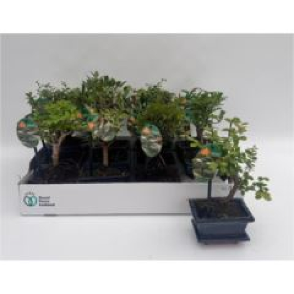 Bonsai gemischt in Keramiktopf