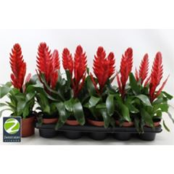 Vriesea 'Style' rot