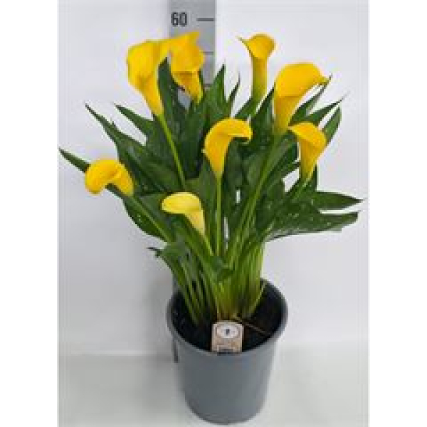 Zantedeschia  'Sunclub' Yellow