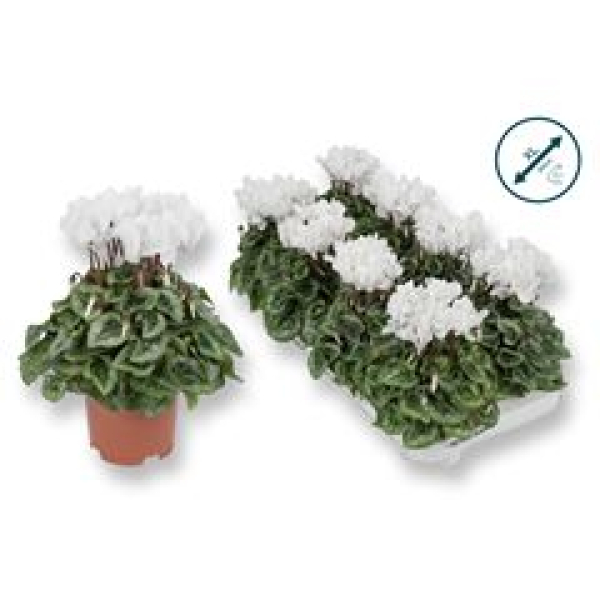 Cyclamen 'Donatello' weiß