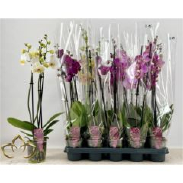Phalaenopsis 3 Rispen Mix