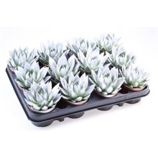Echeveria gefärbt silber