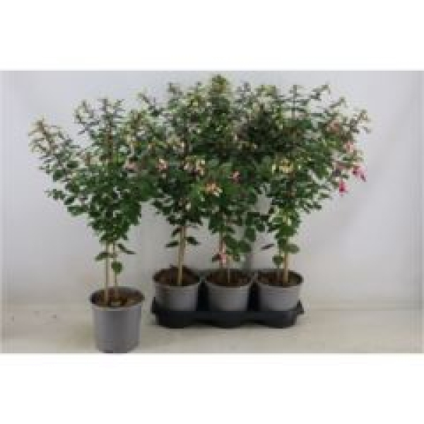 Fuchsia Stämmchen