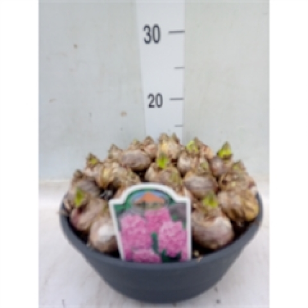 XL Schale Hyacinthus rosa