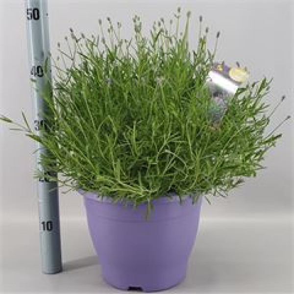 Lavandula ang. Kübel