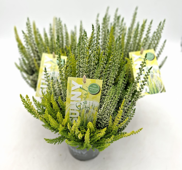 Calluna "Beauty Lady" Sunny Swirl