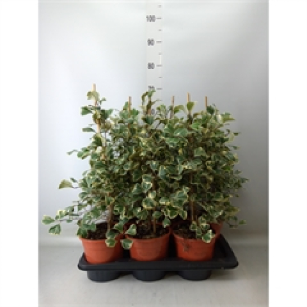 Ficus triangularis 'Sweetheart'