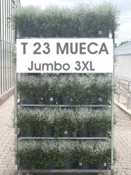 Mueca Kübel