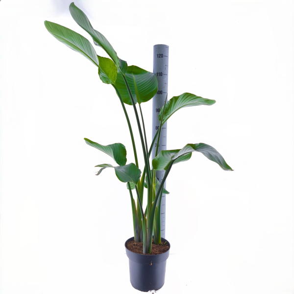 Strelitzia nicolai