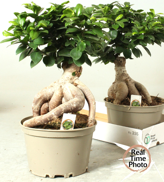 Ficus microcarpa Ginseng