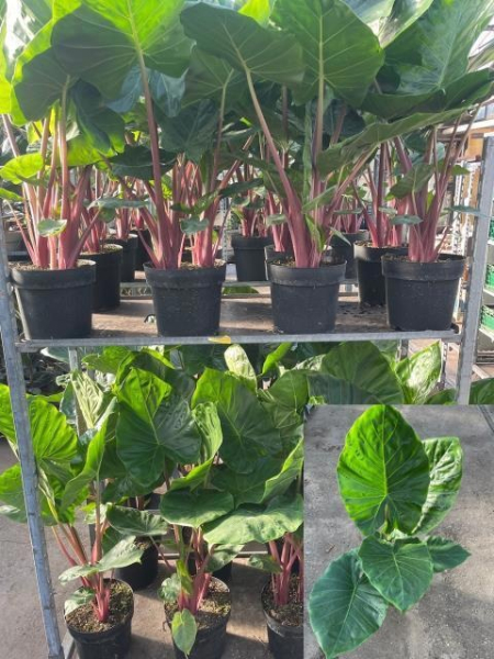 Alocasia