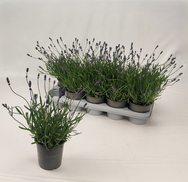 Lavandula ang. 'Essence Purple'