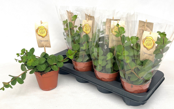 Peperomia tetraphylla