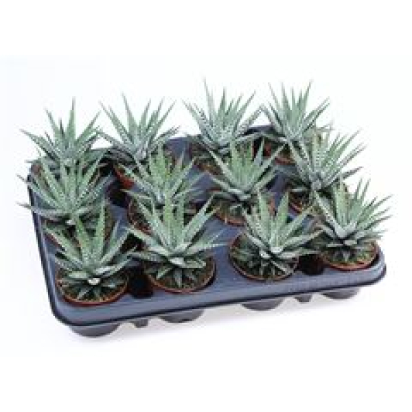 Haworthia fasciata 'Big Band'