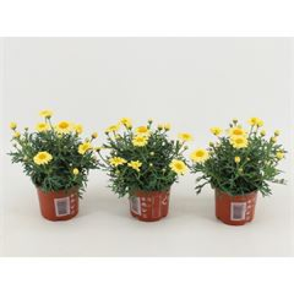 Argyranthemum gelb