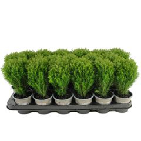 Thuja occid. 'Teddy'