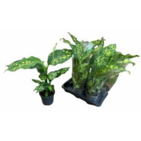 Dieffenbachia 'Spotty'
