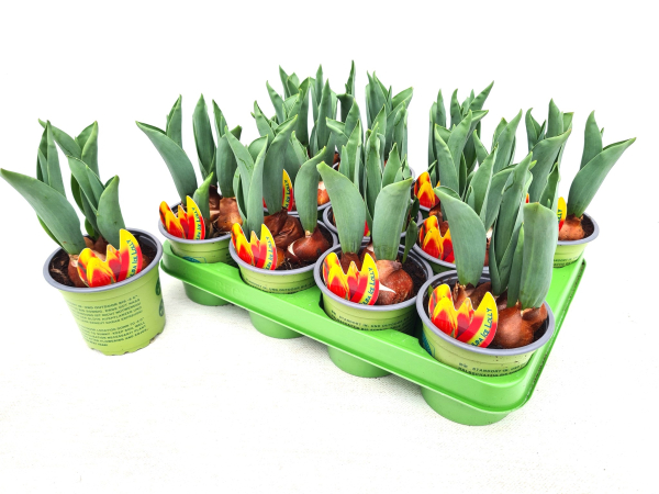 Tulpe  rot-gelb "Ice Lolly"