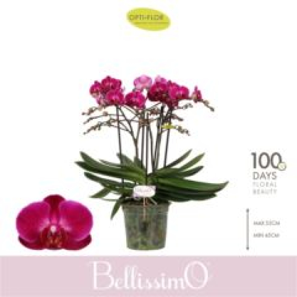Phalaenopsis "Bellissimo" 5 Rispen lila