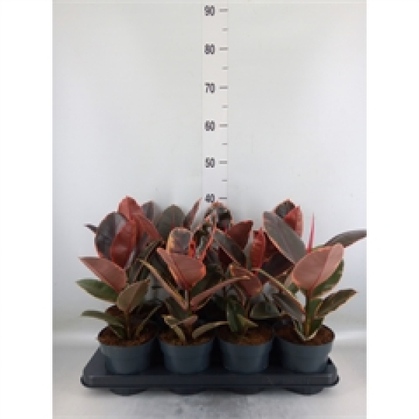 Ficus elastica 'Belize'