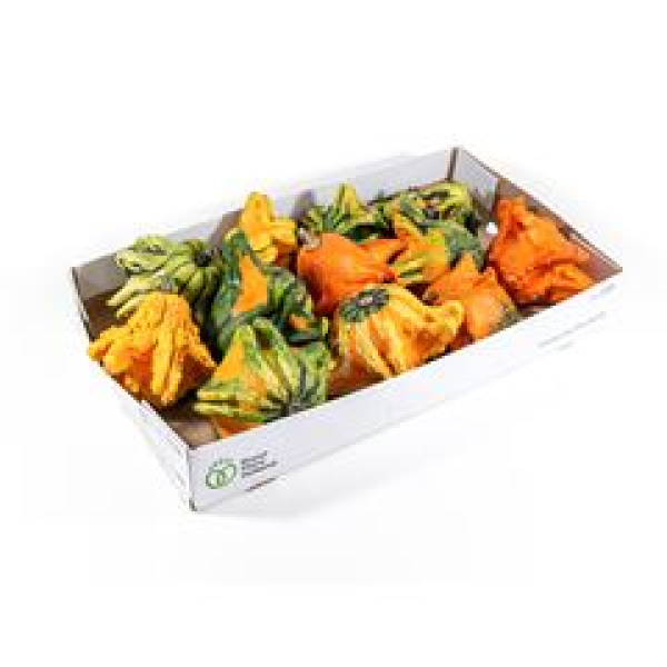 Cucurbita gemischt orange