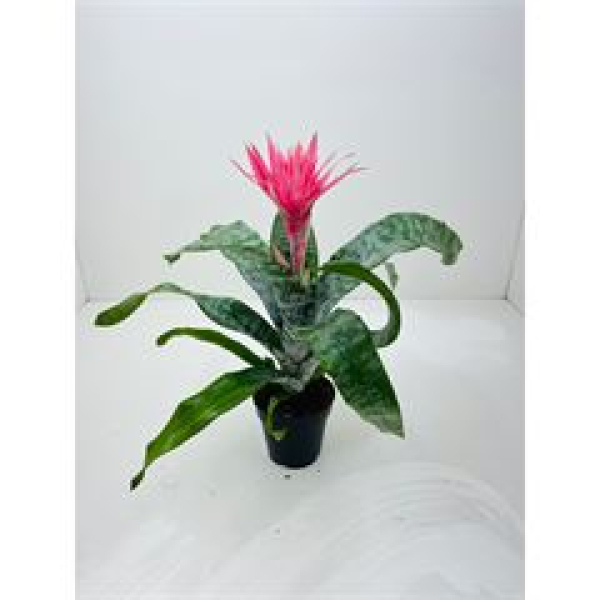 Aechmea fasciata 'Primera'